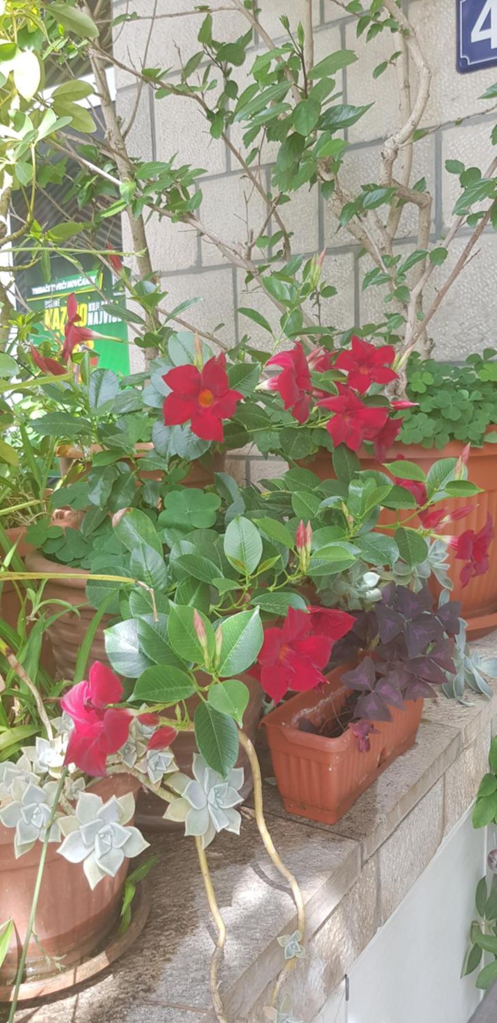 Villa Pedja Zec Exclusive 3+ بودفا المظهر الخارجي الصورة