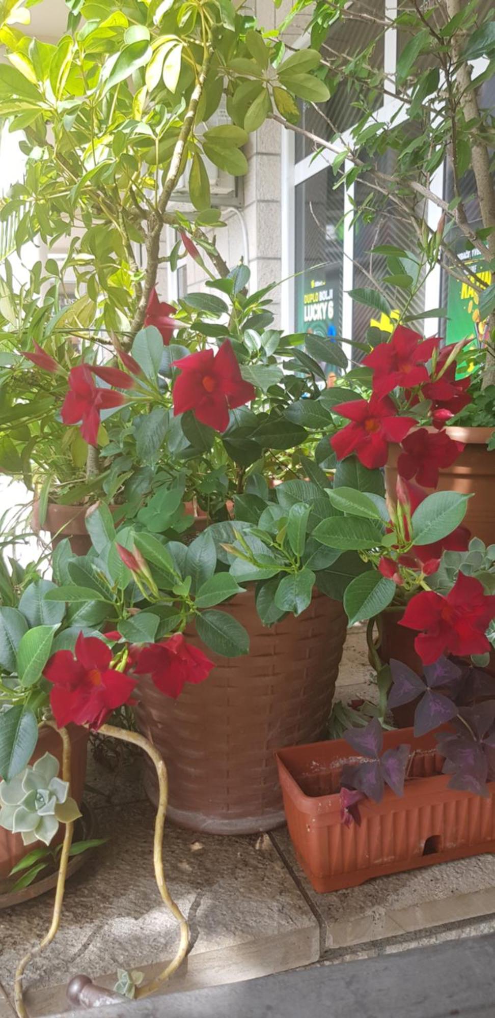 Villa Pedja Zec Exclusive 3+ بودفا المظهر الخارجي الصورة